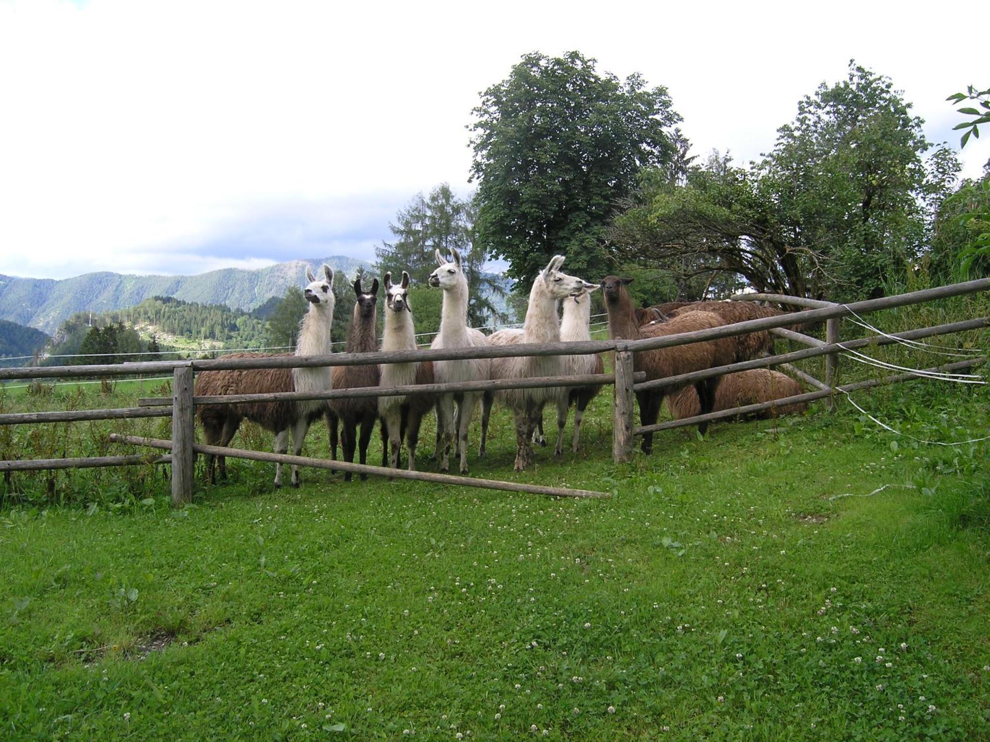 Maison d'hôtes Berg-Panorama-Hof Sturmgut à Hinterstoder Extérieur photo